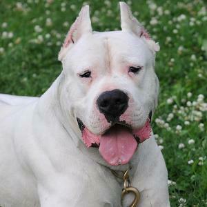 Argentine Dogo Wallpaper Android Apps On Google Play