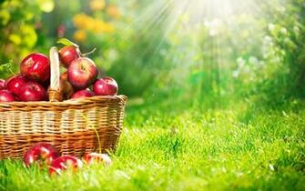 Apple Pics Dowload Fruits HD List With Wallpaper