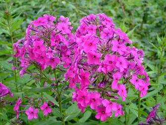 Pink Flowers Wallpaper