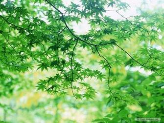 Wallpaper Nature Green Leaf