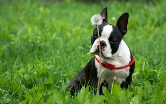 Boston Terrier In The Grass Wallpaper