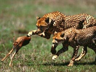 Animals Hunting Photos And Pictures Wallpaper