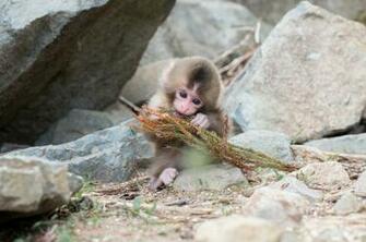 Japanese Macaque HD Wallpaper Background Image Id