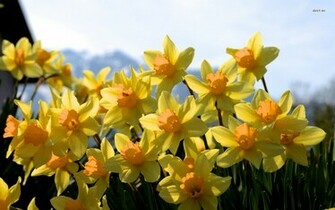 Beautiful Yellow Daffodils Wallpaper Flower
