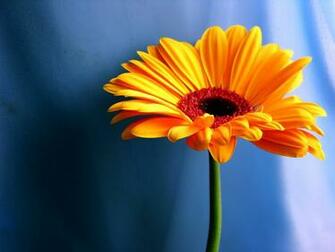 Orange Jpg