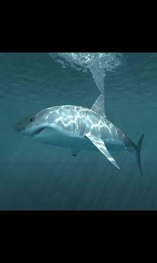 Predator Shark Live Wallpaper For Android By Galleryapp