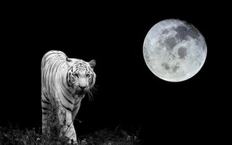 White Tiger Wallpaper HD