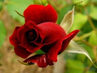 Pretty Red Rose Wallpaper