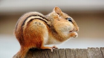 Chipmunk Wallpaper