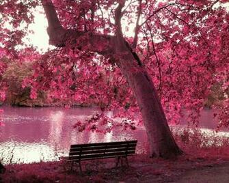 Beautiful Pink Wallpaper
