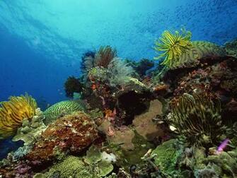 Underwater Desktop Wallpaper Magazine HD