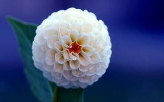 Flowers World Dahlia White Flower