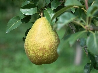 Pear Wallpaper Du104 Fruit Du054