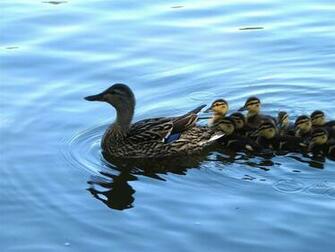 Baby Duck Wallpaper HD Pics