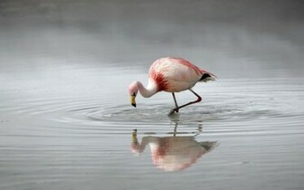 Flamingo Wallpaper