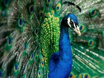 Peacock Desktop Wallpaper