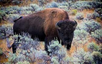 Bulls Bison Animals Buffalo Wallpaper Background