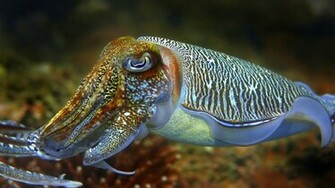 Cuttlefish Photo