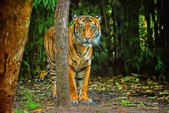 Cb Editz On Picsart HD Background In Tiger Wallpaper