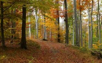 Autumn Forest Desktop Pc And Mac Wallpaper
