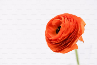 Orange Flower Pictures Image