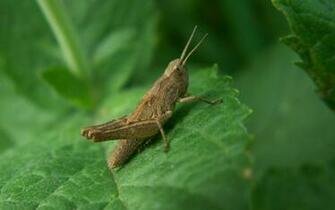 Grasshopper On Leaf Wallpaper