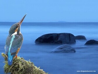 Wallpaper Facts Info Kingfisher Bird Birds