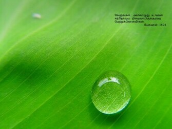 Spot Daily Bible Verses Wallpaper Html