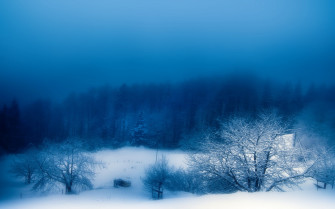 Fog Over The White Forest HD Wallpaper