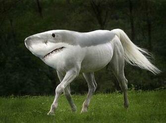Funny Weird Photos Desktop Background