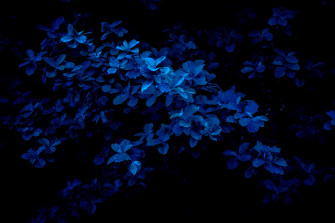 These Blue Wallpaper For iPhone iPad And Mac