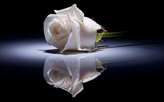 White Rose