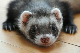 Cute Ferret Pictures HD Desktop Wallpaper
