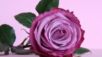 Beautiful Purple Rose On The Table Wallpaper And Image