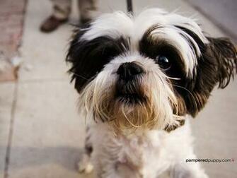 Shih Tzu On A Walk Doggy Desktops