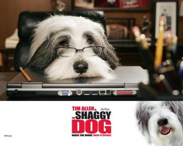 The Shaggy Dog Wallpaper Wallpoper
