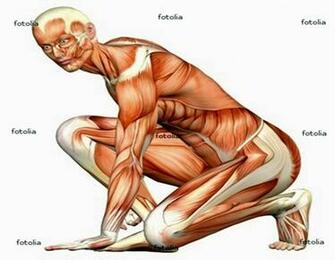 Human Body High Quality And Resolution Wallpaper On