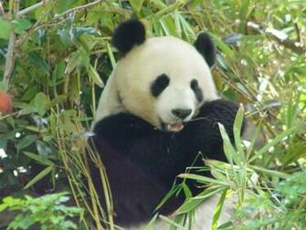 Panda Bear Background HD Wallpaper Cubs