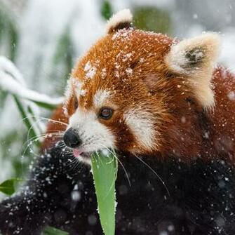 Wallpaper Panda Red Snow Walk iPad Air