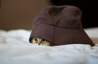 Worlds Cutest Kitten Cat Wallpaper For Desktop