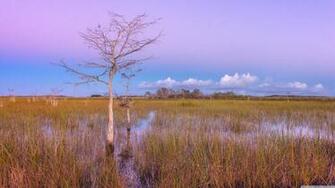 Pink Sunset Wetlands Everglades National Park 4k HD Desktop