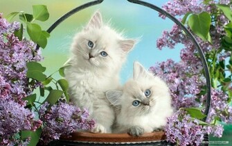 Cute Animal Desktop Background Image