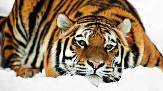 Cute Tiger Wallpaper HD