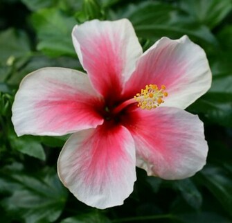Hawaii Flowers