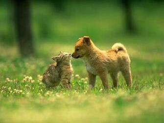 Cats And Dogs Fun Animals Wiki Videos Pictures Stories