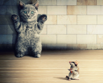 Cats Rodents Mice Kittens Humor Animals Situation Funny Crime