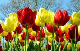 Wallpaper Bunga Tulip Pink Deloiz