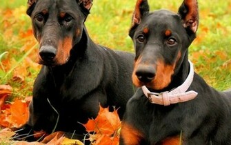 The Doberman Pinscher HD Wallpaper