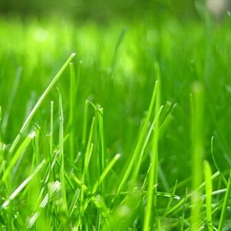 Apple Grass Wallpaper