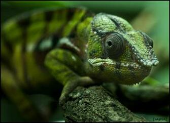 Panther Chameleon Wallpaper Ii By Jayvoh